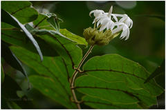 Jasminum multiflorum